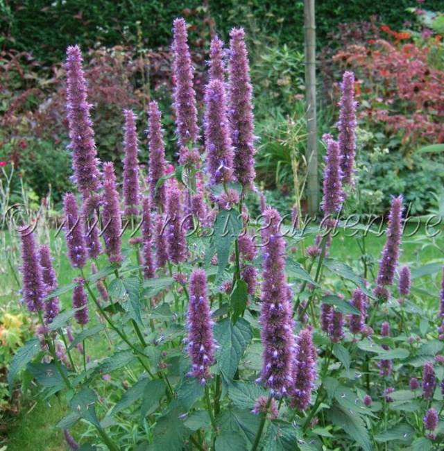 تصاویر گل مکزیکی Agastache foeniculum 2